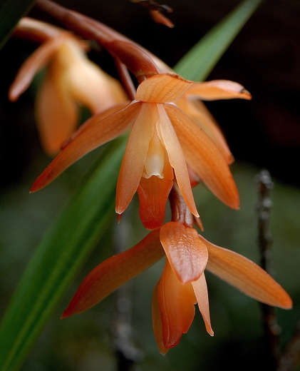 Zástupce čeledi Orchidaceae, Borneo I.jpg