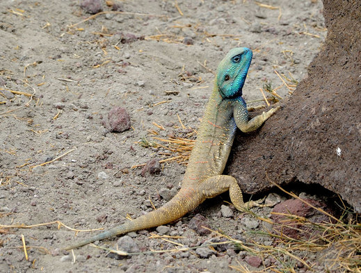 DSC_774615174DSC_7746.jpg