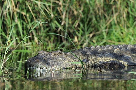 Krokodýl v deltě Okavangy.jpg